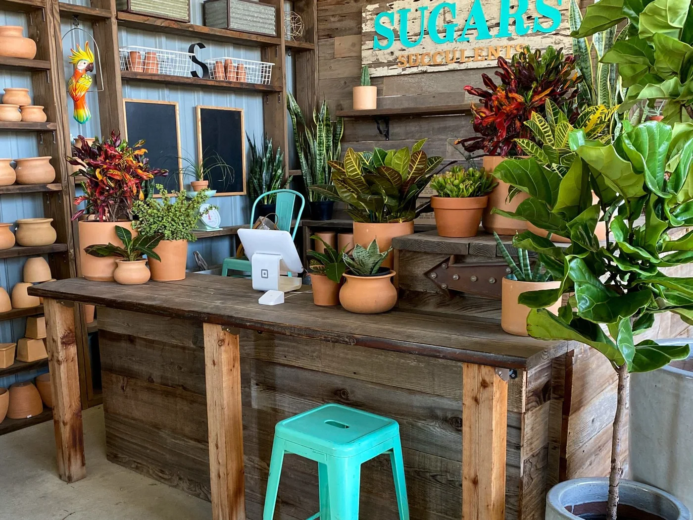 Sugar's Succulents, business photo 3