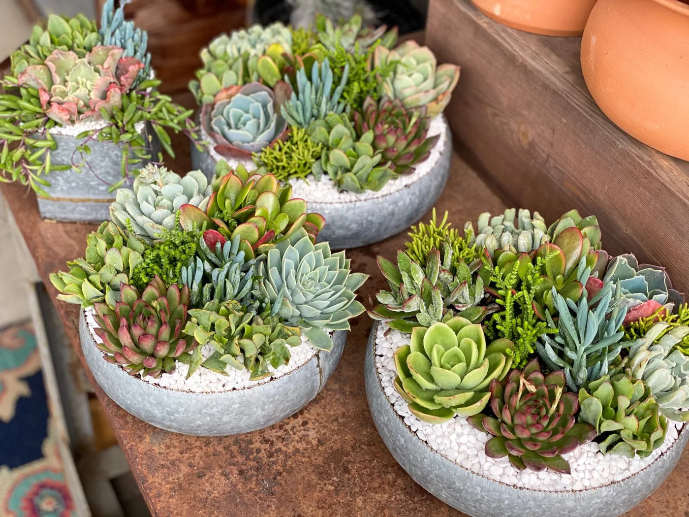 Sugar's Succulents, business photo 4