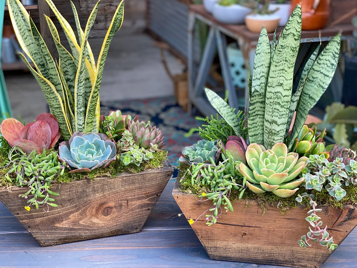 Sugar's Succulents, business photo 2